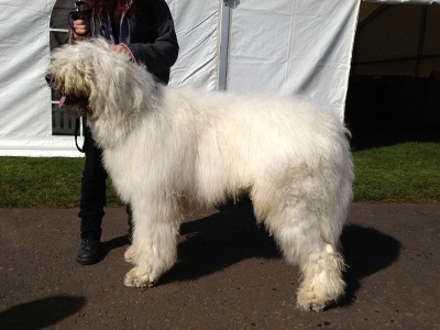 komondor2