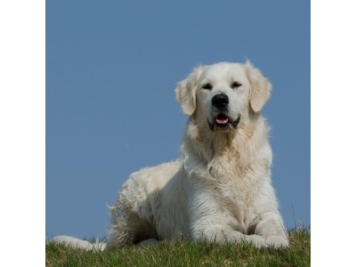 kuvasz1