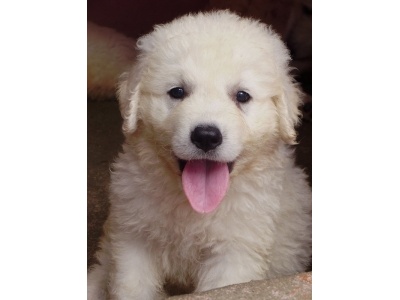 kuvasz2