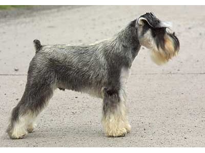 schnauzer1