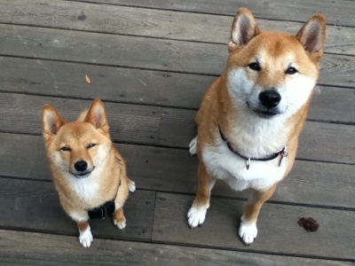 shibainu2