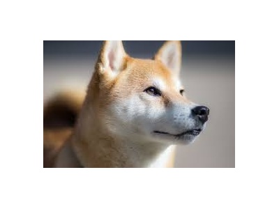shibainu3