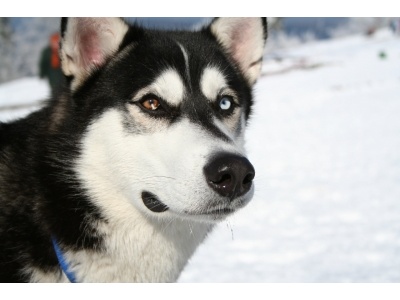 siberian_husky_bi-eyed_flickr