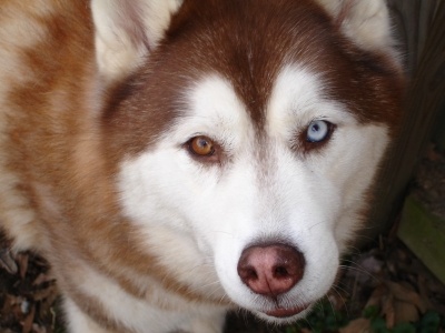 siberian_husky_copper_bi-eye