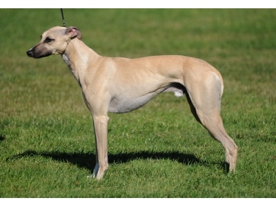 whippet1