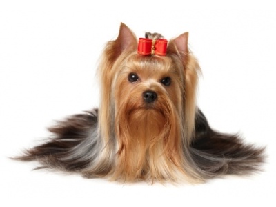 yorkshire_terrier1