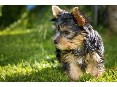 yorkshire_terrier2