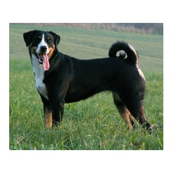 appenzelli_psztorkutya