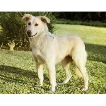 atlasz-hegysgi_kutya2